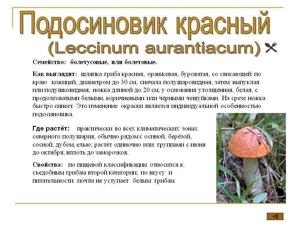 Срок жизни подосиновика составляет. Характеристика гриба подосиновик. Подосиновик характеристика кратко. Доклад про подосиновик.