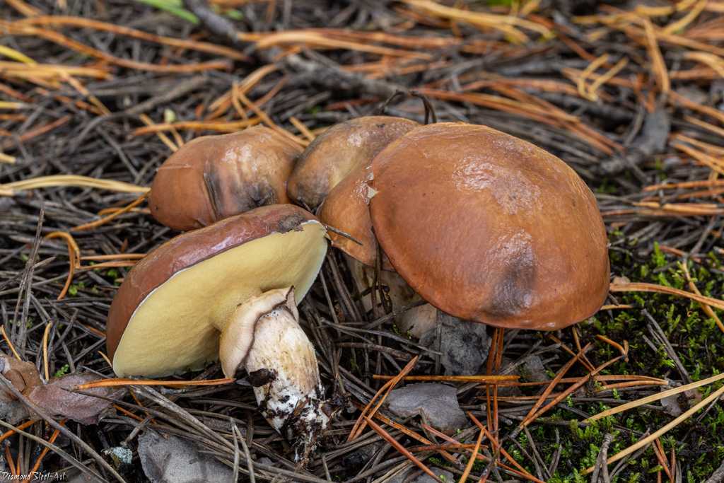 Маслёнок сибирский (suillus sibiricus) – грибы сибири