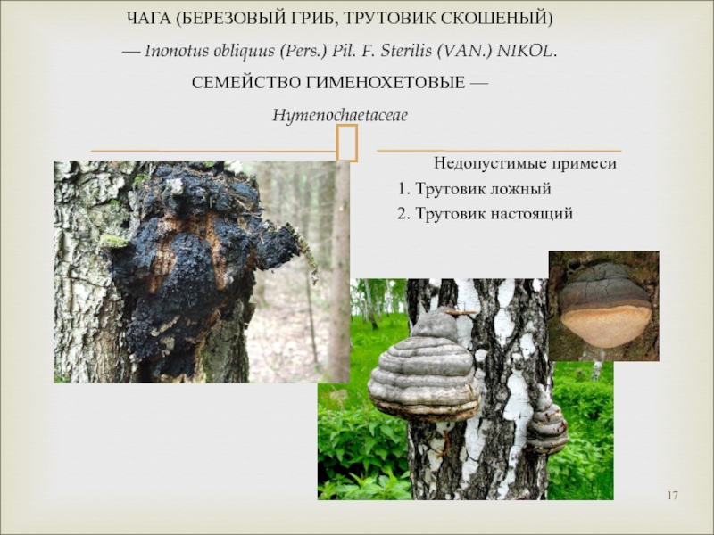Пропитание в лесу. 1.1.3. древесные грибы — трутовики