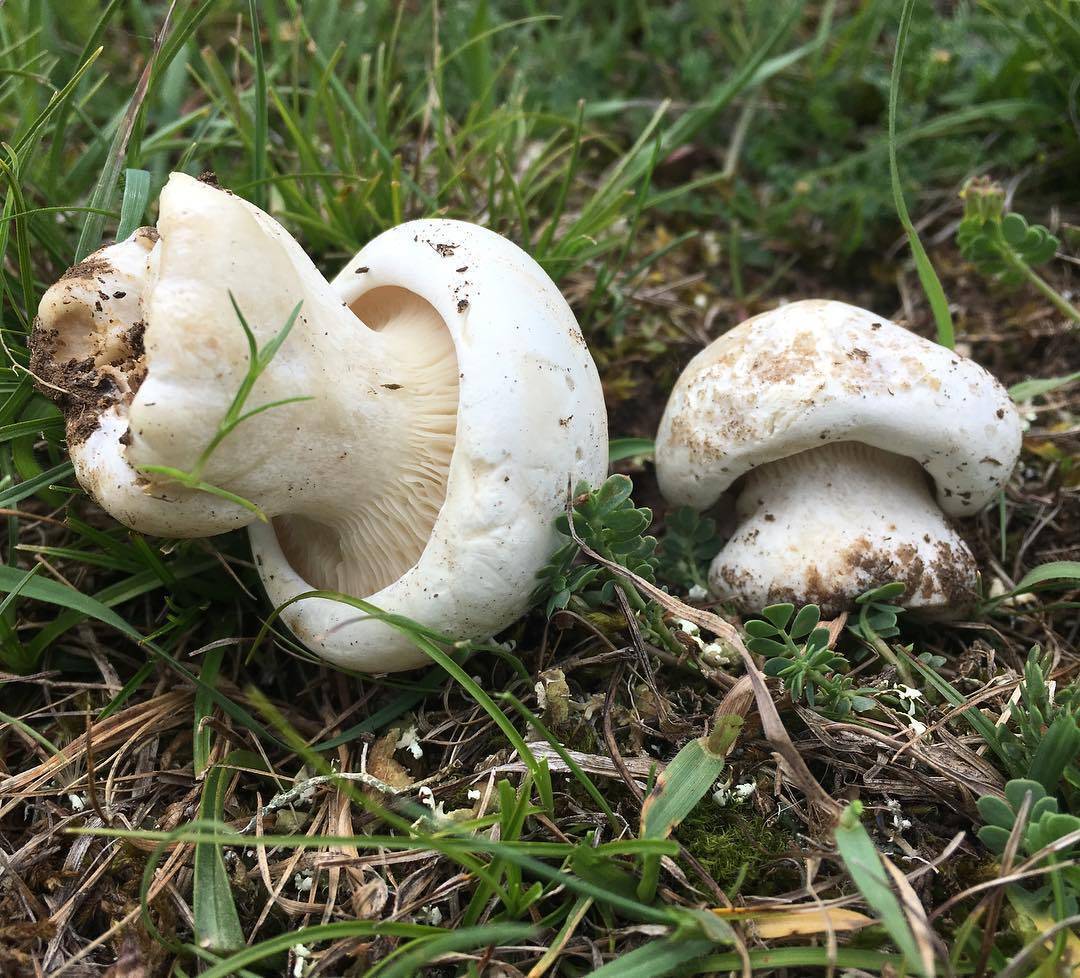 Описание разновидностей грибов: белосвинуха трёхцветная