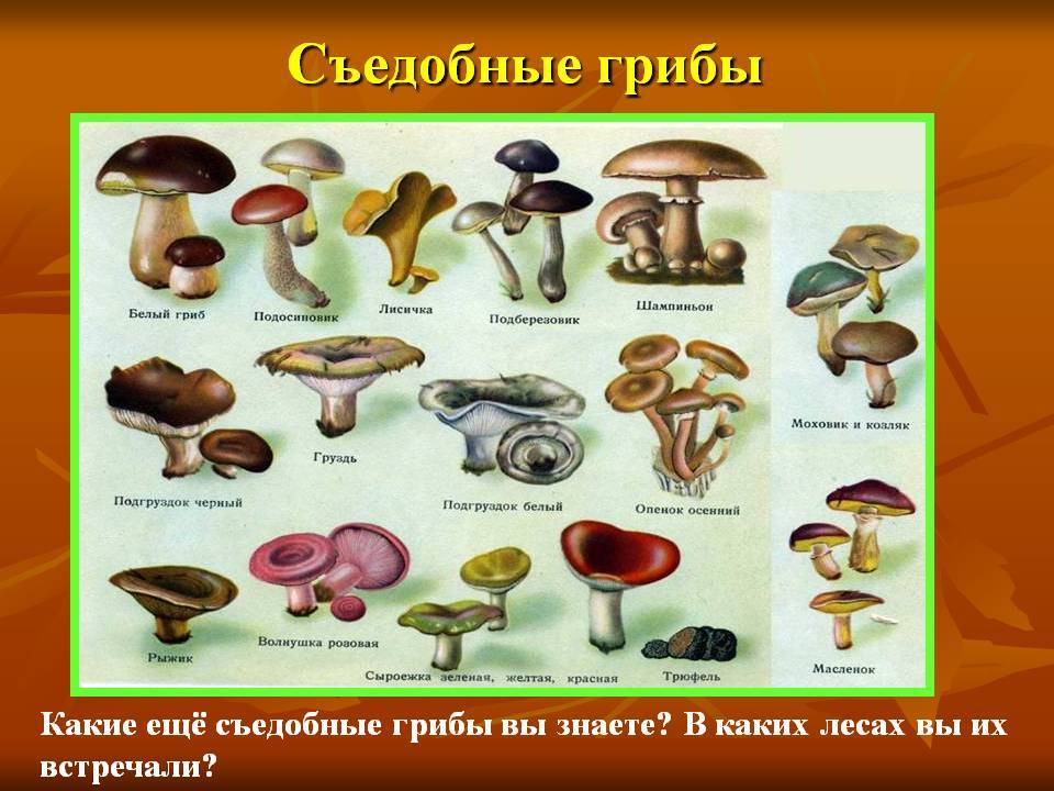 Приготовление блюд из овощей и грибов: фото, рецепты, как потушить и запечь овощи с грибами