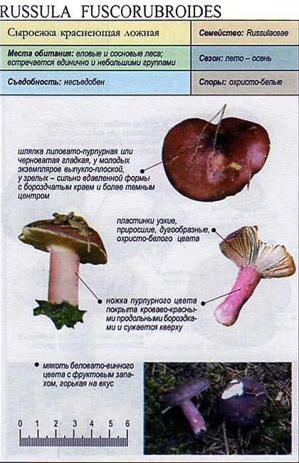 Сыроежки несъедобные: какие виды грибов не съедобные