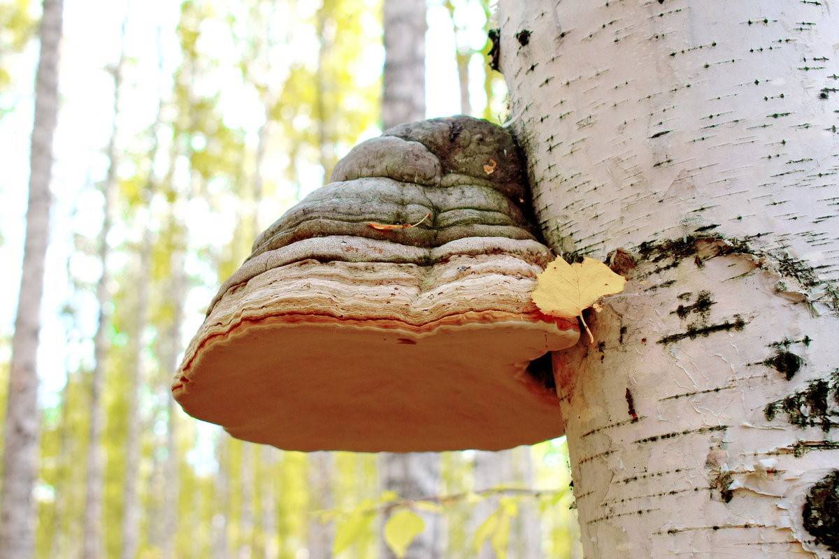 Березовый трутовик: описание и виды, полезные и лечебные свойства гриба, применение
