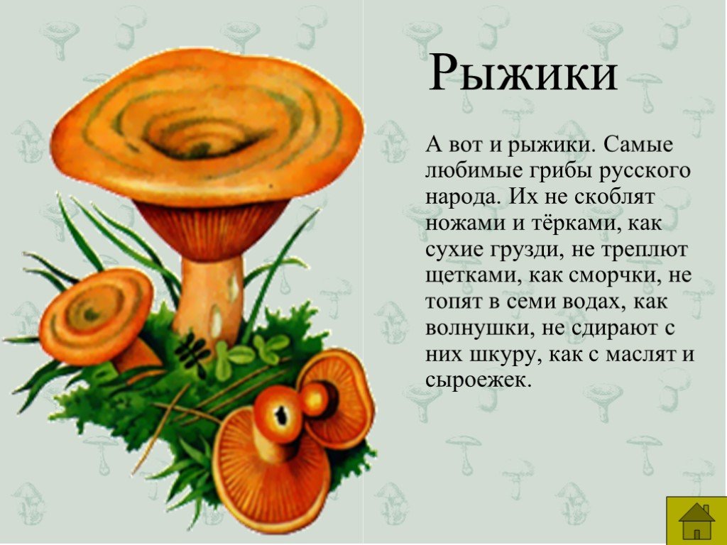 Внешний вид и описание грибов рыжиков и где они растут (+23 фото)?