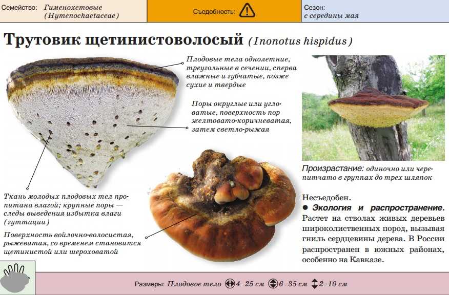 Гриб трутовик и чем он полезен для людей - грибы собираем