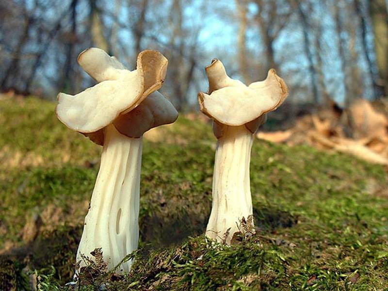 Книга малоизвестные съедобные грибы читать онлайн бесплатно, автор к. г. булгаков – fictionbook
