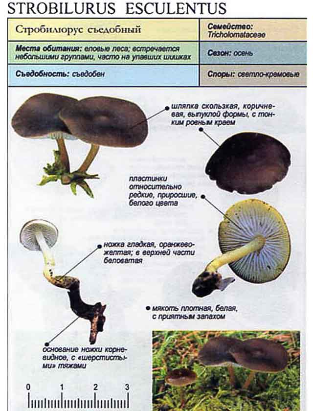 Стробилюрус съедобный (strobilurus esculentus) – грибы сибири