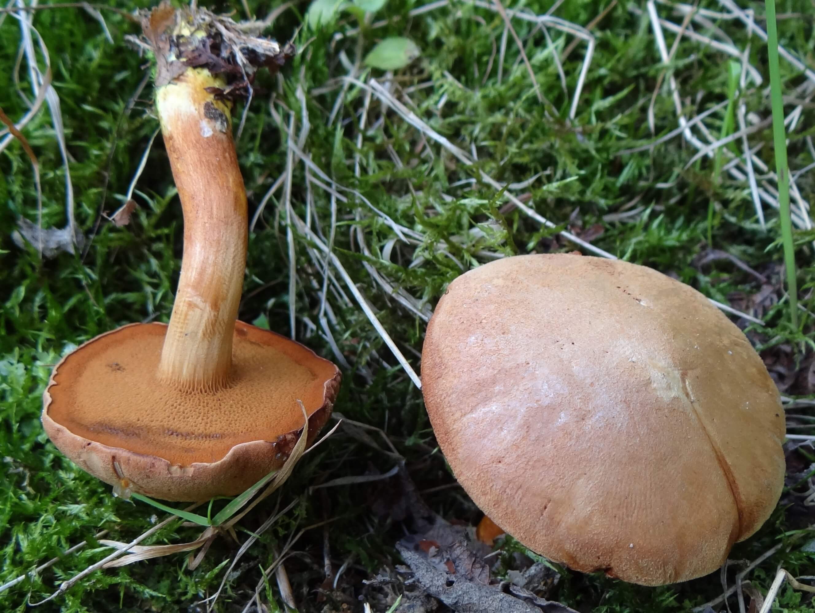 Перечный гриб (перечник, масленок перечный): приправа для грибов