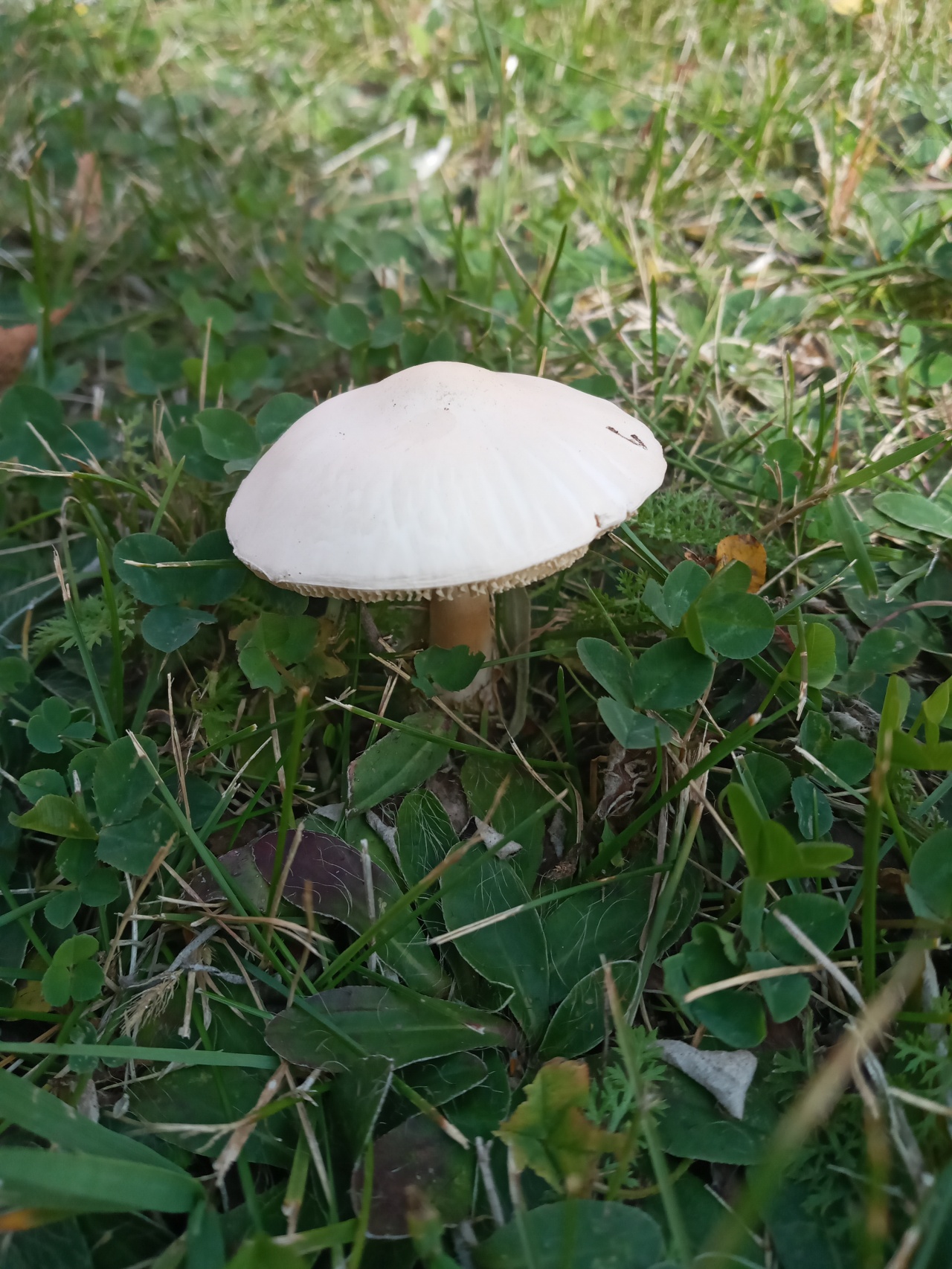 Лепиота щитковая (lepiota clypeolaria) – грибы сибири