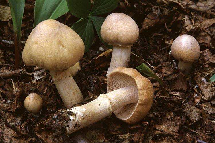 Сколько времени растёт белый гриб, скорость роста грибов в лесу при разных условиях, правила сбора