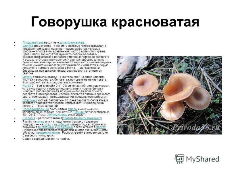 Говорушка гигантская: все о грибе семейства рядовковые — викигриб