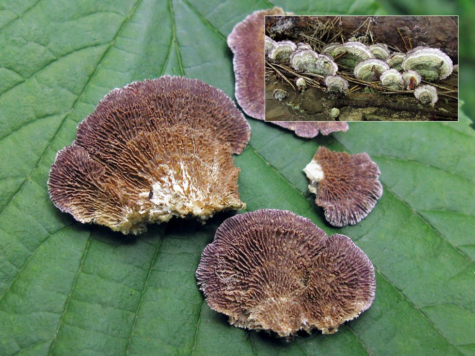 Трихаптум еловый — описание гриба , где растет, похожие виды, фото