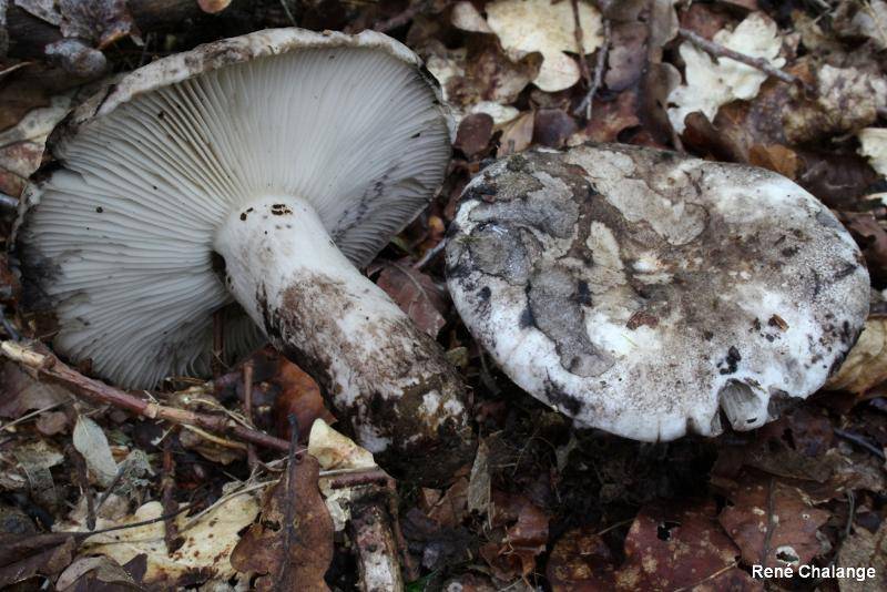 Когда и как собирать сыроежки: время сбора грибов в средней полосе россии
