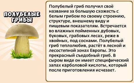 Полубелый гриб (желтый боровик) - фото и описание, как готовить и где искать