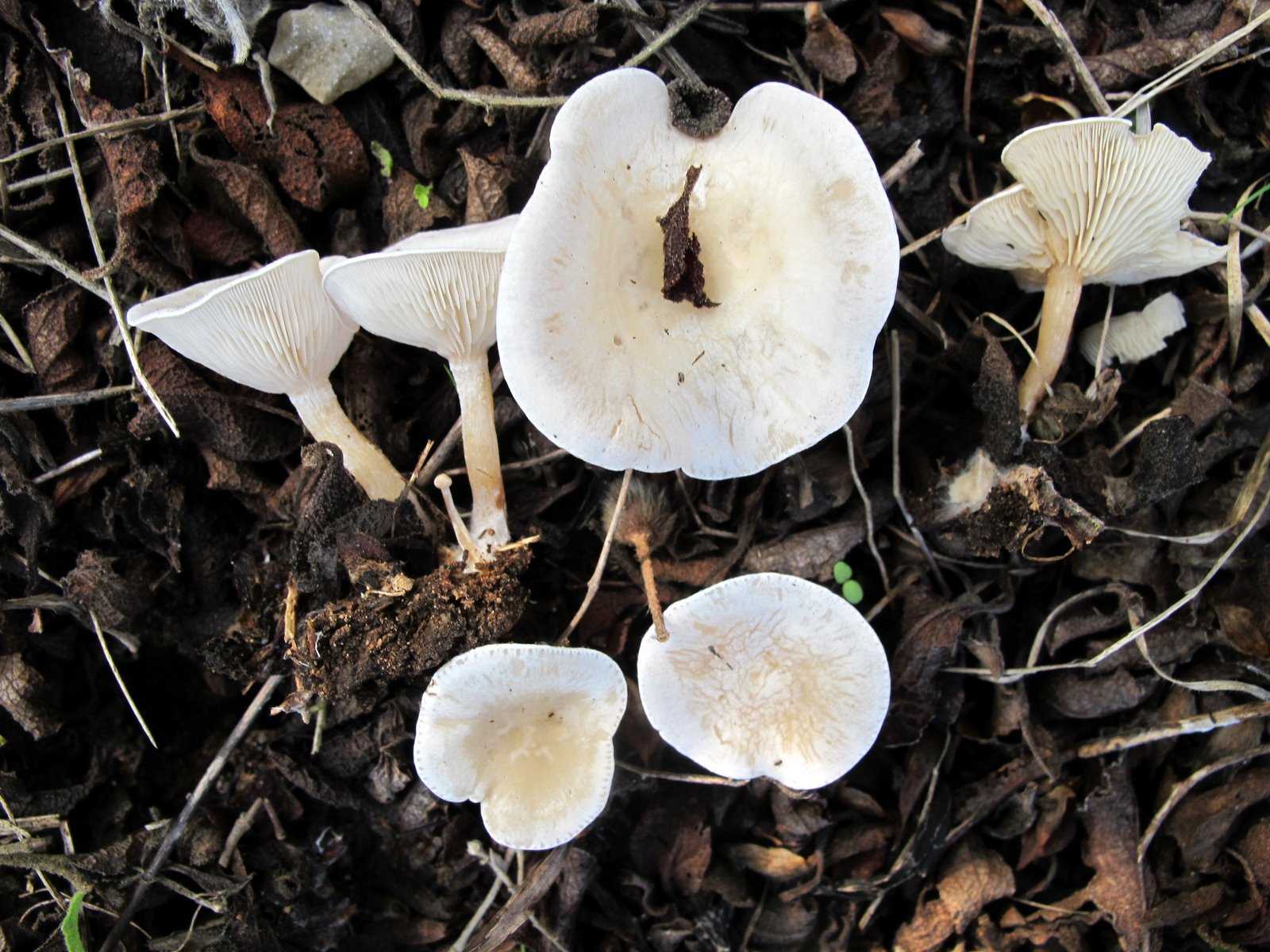 Говорушка беловатая - описание, где растет, ядовитость гриба
