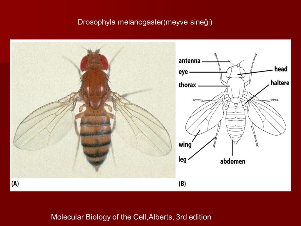 Drosophila melanogaster | virtual laboratory wiki | fandom