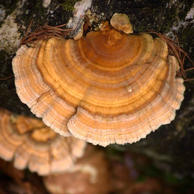 Несъедобный, но полезный гриб: трутовик разноцветный