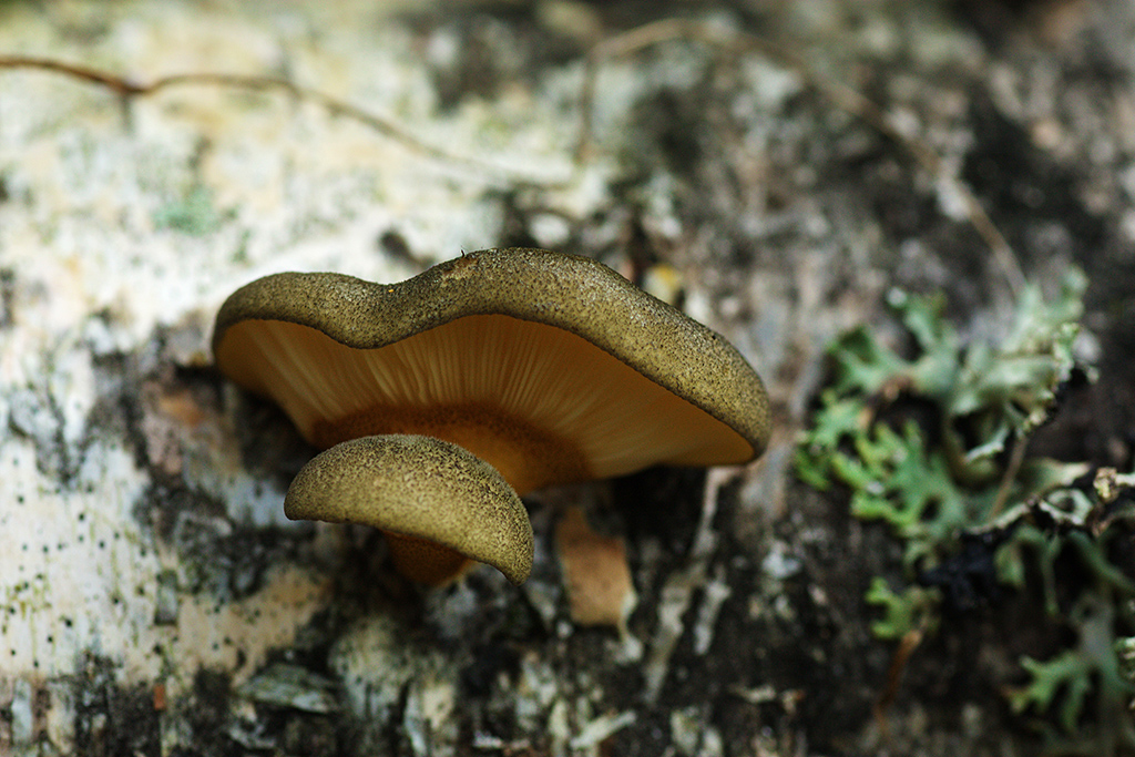 Как определить устричный гриб без какого-либо риска положить в корзину его двойника?