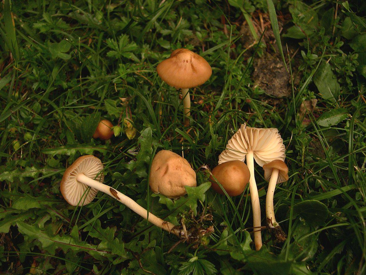 Луговые грибы фото и описание