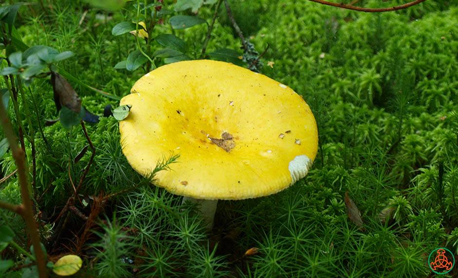 Сыроежка золотистая (russula aurea): фото и описание гриба