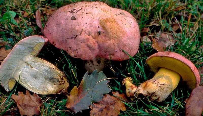 Белый гриб в лицах, или какие бывают боровики? описание, фото — ботаничка