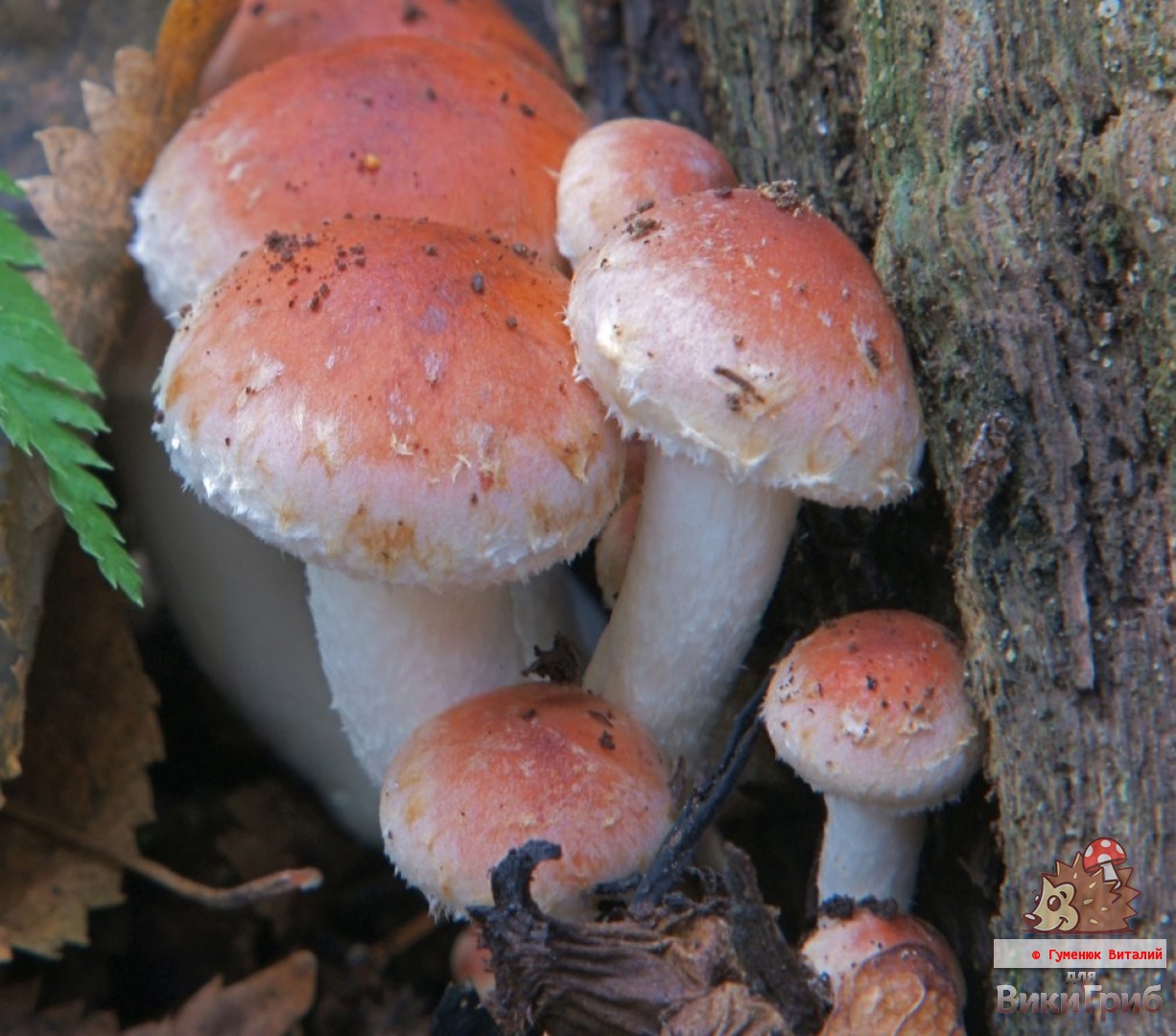 Ложноопенок кирпично-красный – яркий лесной гриб — викигриб