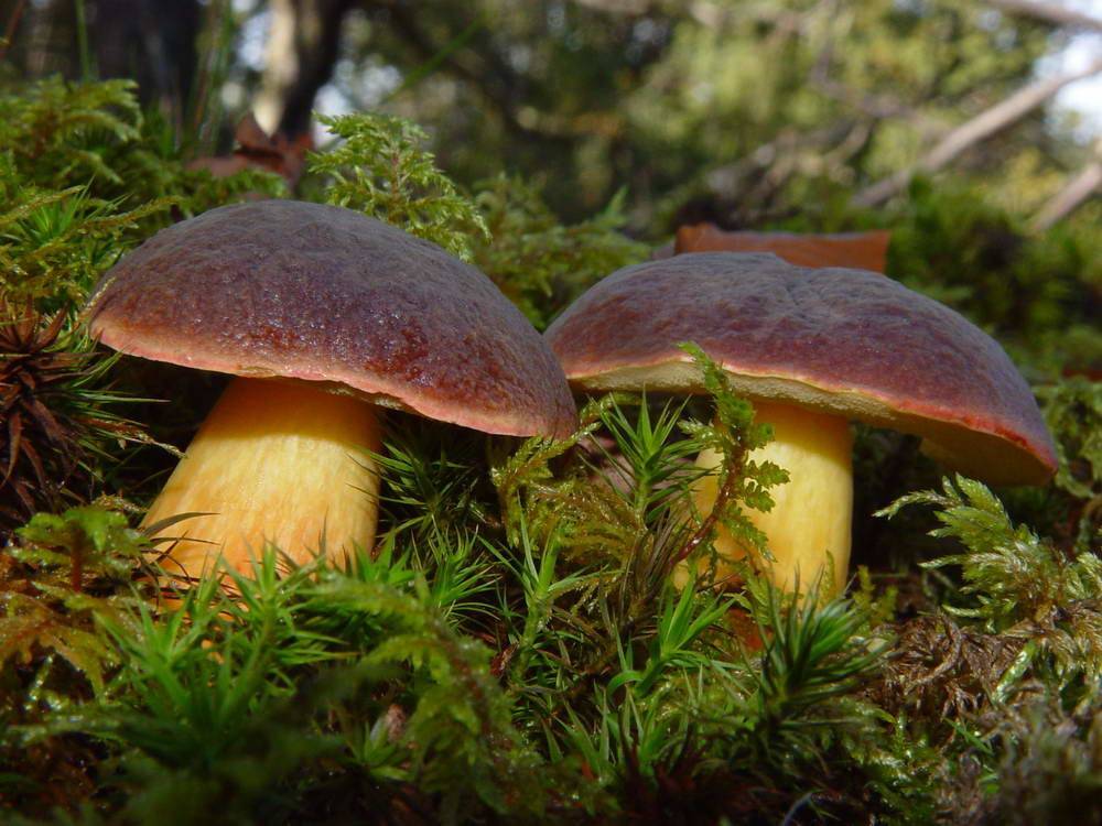 Моховик - 72 фото основных видов съедобного трубчатого гриба