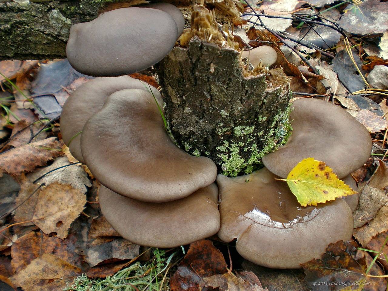 Как выглядят грибы (виды) вешенки: 8 разновидностей съедобных и редких, фотографии