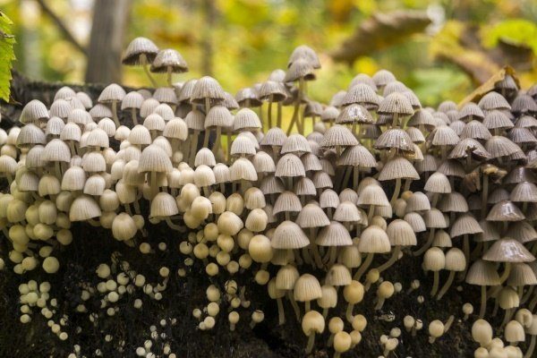Навозник рассеянный - описание, где растет, ядовитость гриба