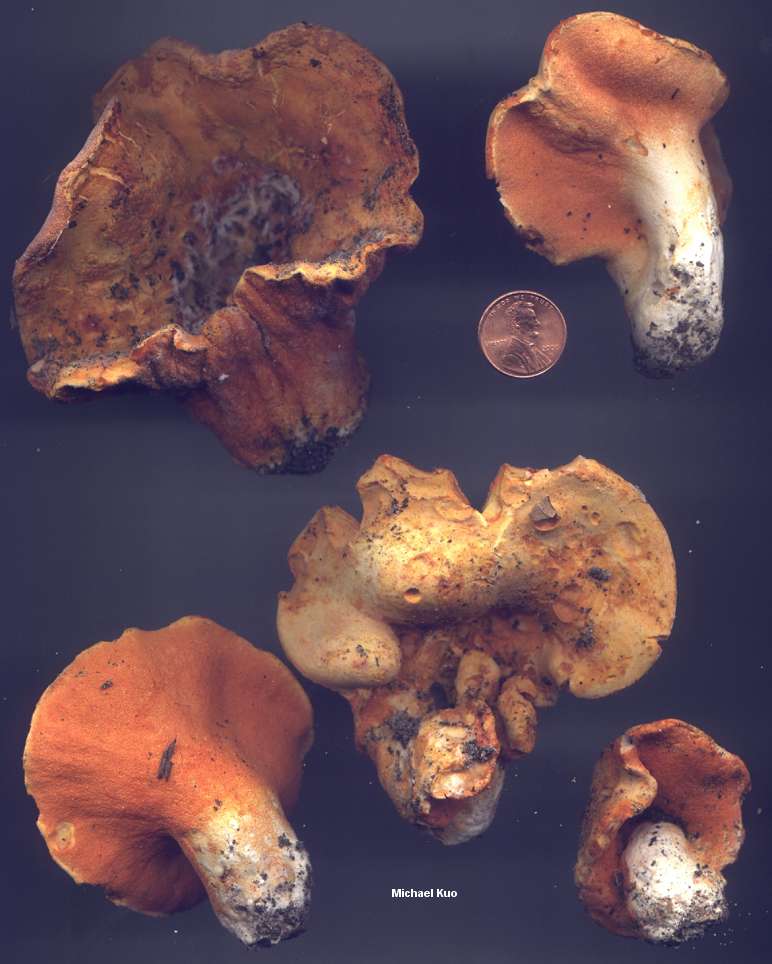 Род гипомицес - hypomyces [fr.] tul. всё о грибах.