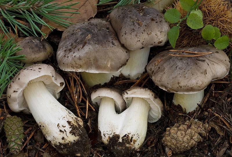 Рядовка гигантская или исполинская (tricholoma colossus): фото, описание и рецепты приготовления гриба