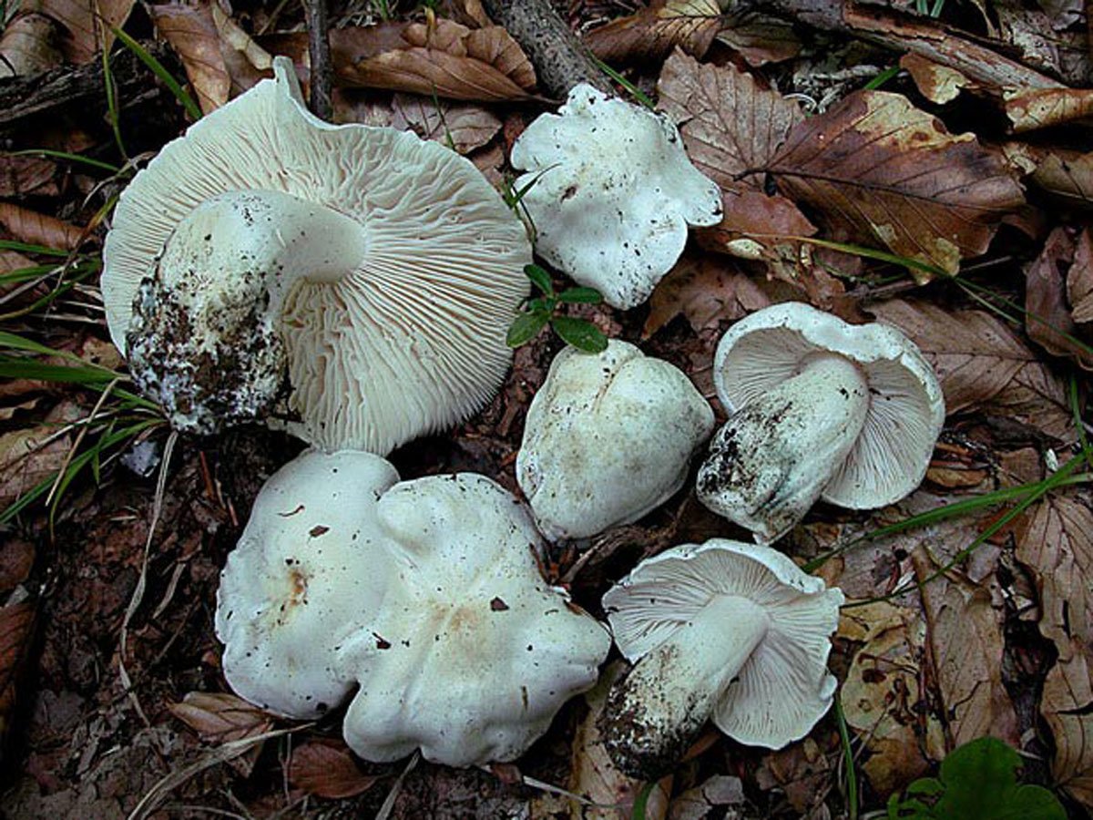 Рядовка желто-бурая или красно-коричневая (tricholoma fulvum): фото, описание и как готовить гриб