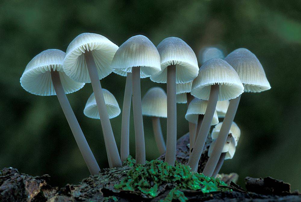Мицена чистая – редкий галлюциногенный гриб — викигриб