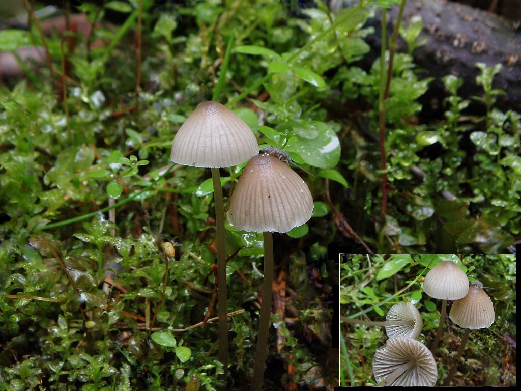 Мицена пероногая (mycena plumipes) – грибы сибири