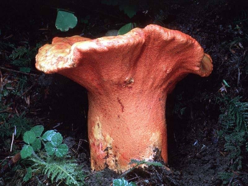 Удивительные виды грибов. фото
