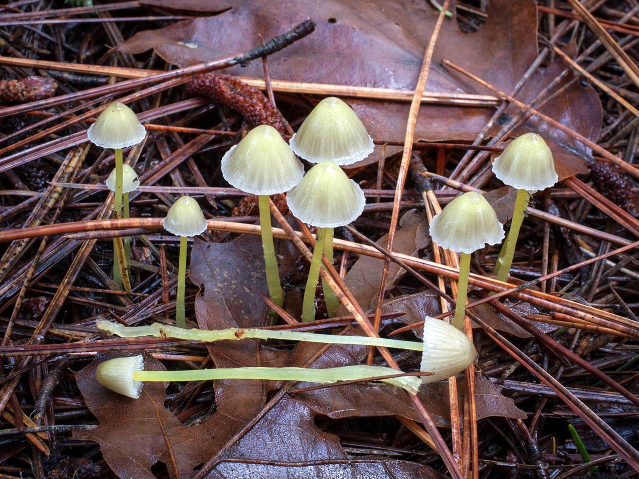 Мицена - описание, где растет, ядовитость гриба