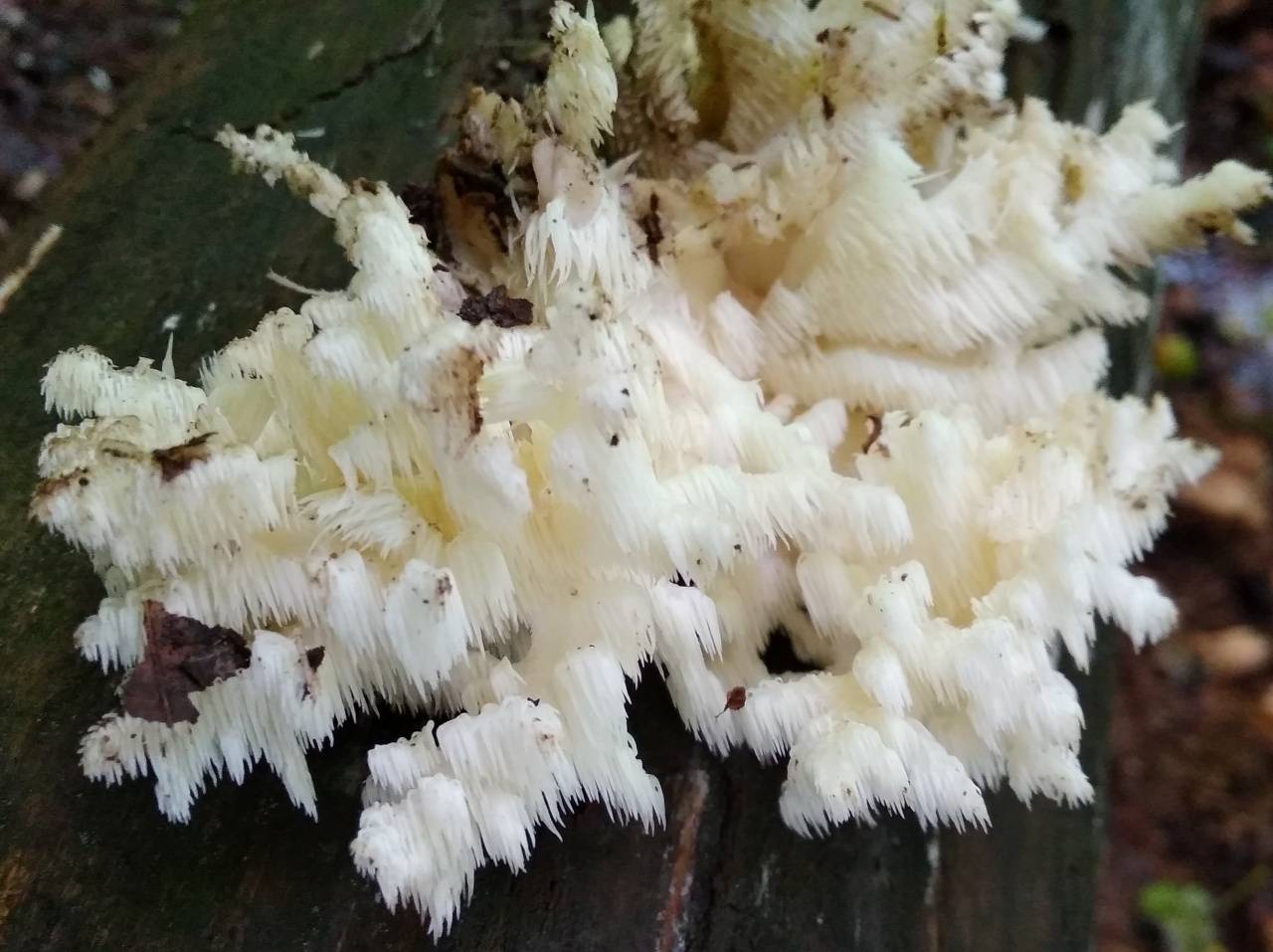 Самый большой обзор видов белых грибов