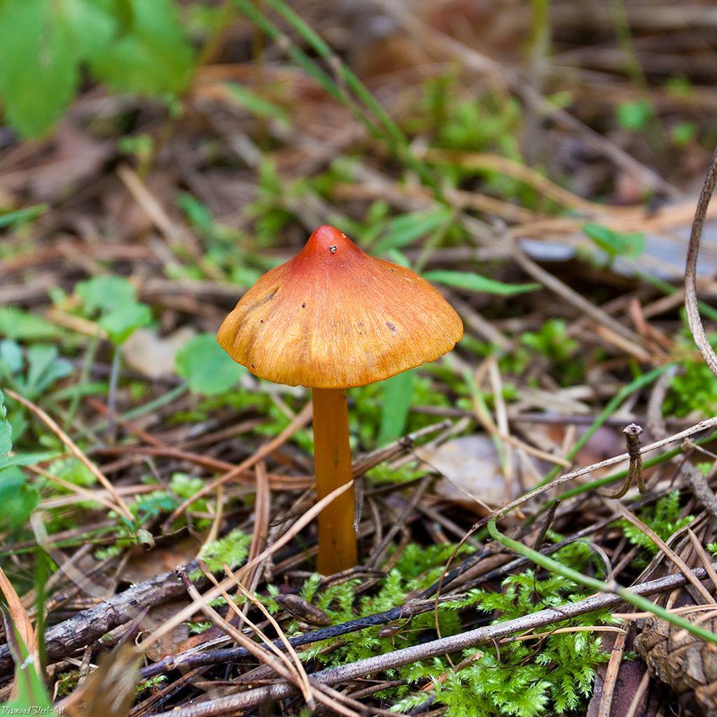 Гигроцибе коническая (hygrocybe conica) – грибы сибири