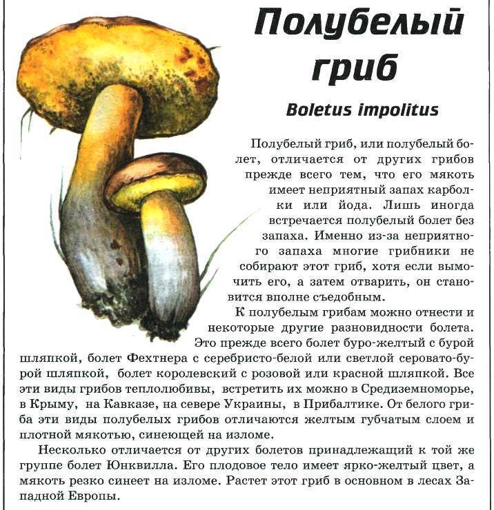 Полубелый гриб (болет полубелый)
