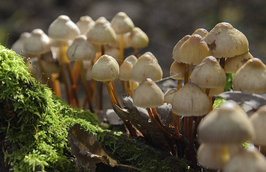 Сбор чаги — как выглядит и когда собирать, бизнес на грибах