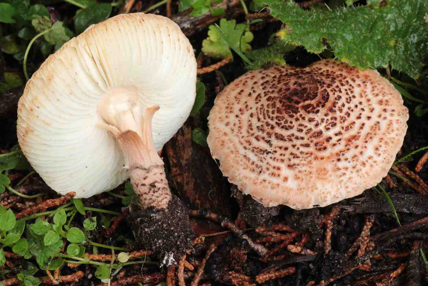 Лепиота острочешуйчатая – гриб, не совместимый с алкоголем — викигриб