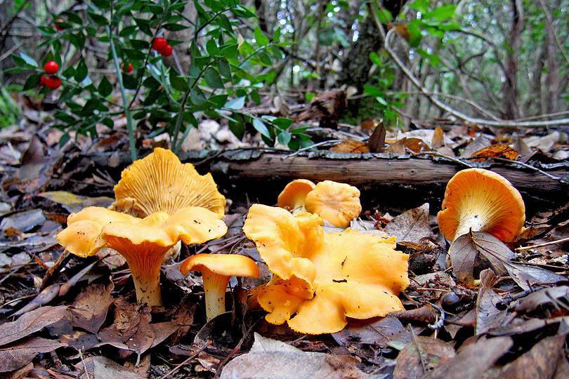 Чёрные лисички: фото и описание, где растут грибы, и как их приготовить