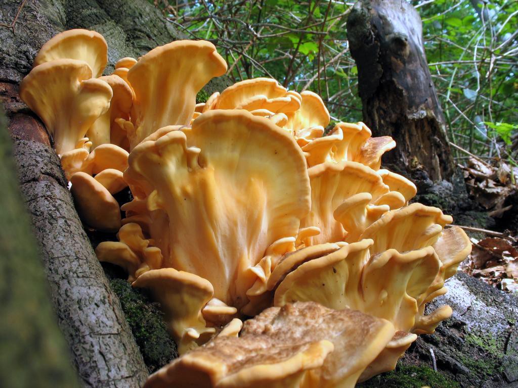 Самый большой гриб в мире: фото огромных грибов рекордсменов