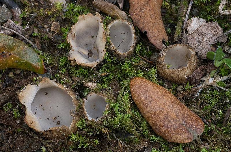 Красная поляна грибы. какие грибы растут в сочи, и как их собирать? район села воронцовка