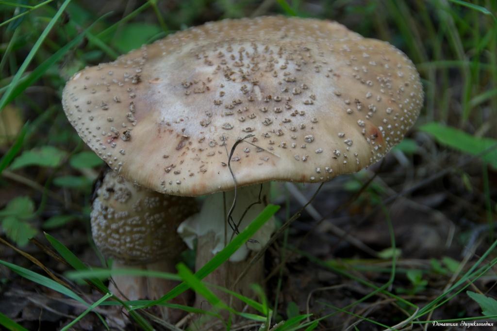 Мухомор серо-розовый (amanita rubescens) – грибы сибири