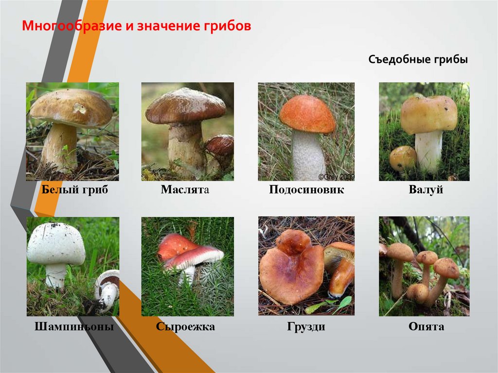 Роль грибов в природе: каково значение в жизни, характеристика