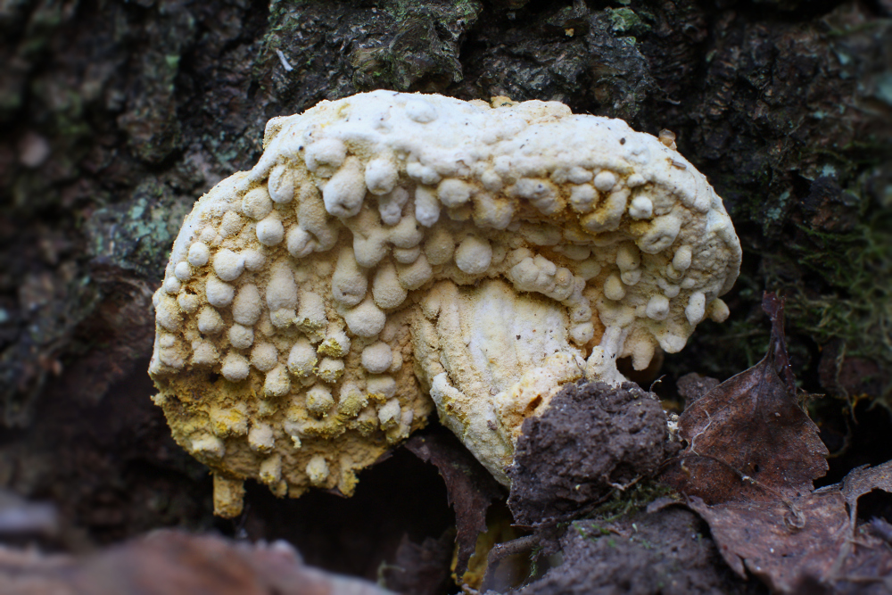Род гипомицес - hypomyces [fr.] tul. грибоводство.