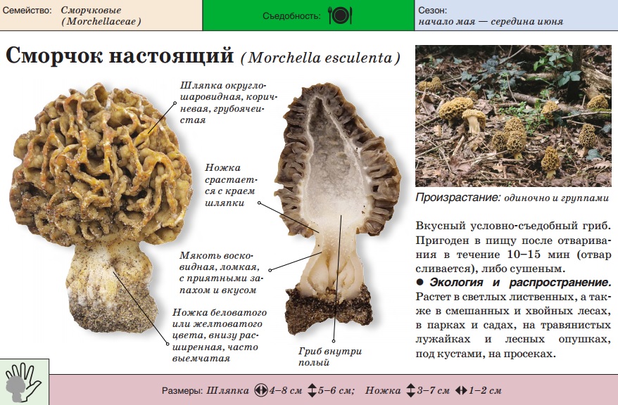 Грибы сморчки: съедобные или нет, разновидности, когда появляются, описание, фото. грибы сморчки съедобные: польза и вред, как выглядят, где растут, когда собирают? как отличить съедобный гриб сморчок