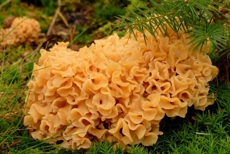 Спарассис курчавый (sparassis crispa) или гриб заячья капуста: фото, описание, рецепты приготовления и лечебные свойства