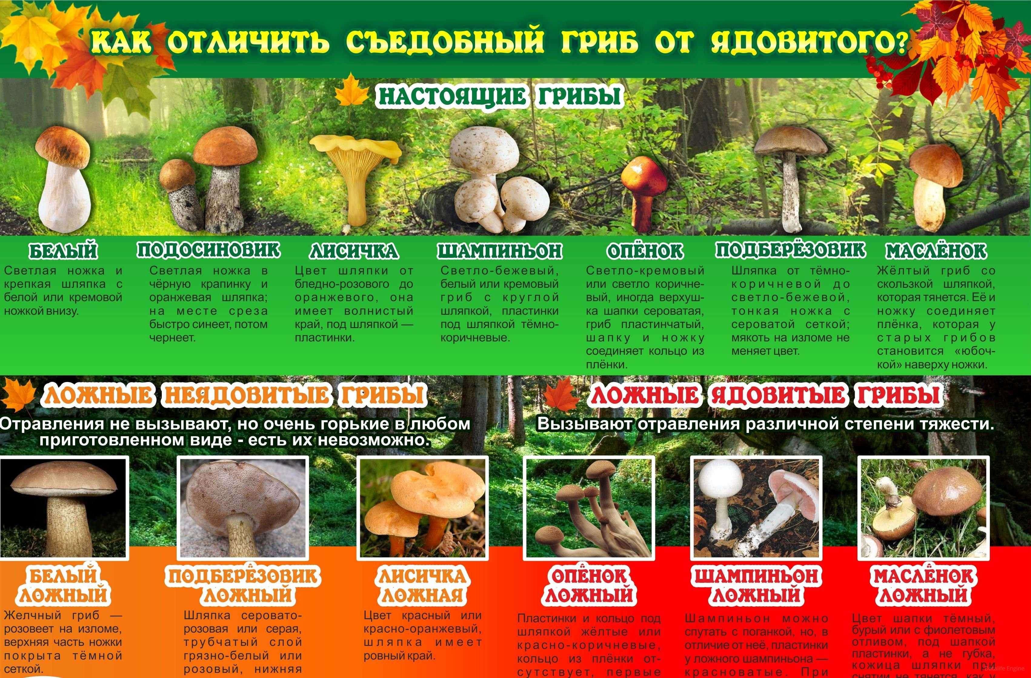 Знакомимся с съедобными видами грибов